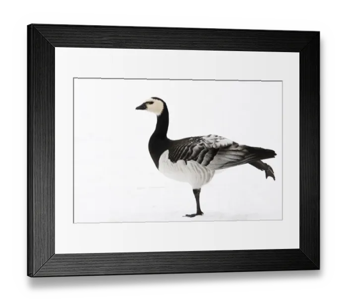 Framed Print : Barnacle Goose (Branta leucopsis) adult, running leg over wing, standing on snow in city parkland, Regents Park Framed Print : Barnacle Goose (Branta leucopsis) adult, running leg over wing, standing on snow in city parkland, Regents Park