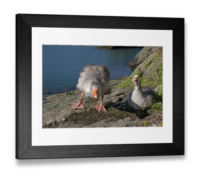 Framed Print : Greylag Goose (Anser anser) x Domestic Goose (Anser anser domesticus) hybrids, adult pair, hissing and defending nest Framed Print : Greylag Goose (Anser anser) x Domestic Goose (Anser anser domesticus) hybrids, adult pair, hissing and defending nest