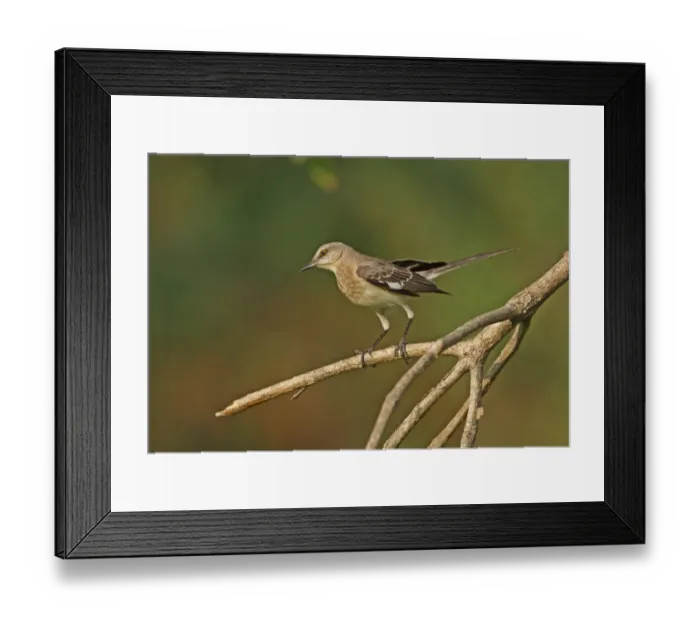 Framed Print : Northern Mockingbird (Mimus polyglottos orpheus) immature, perched on branch, Hope Gardens, Jamaica, april Framed Print : Northern Mockingbird (Mimus polyglottos orpheus) immature, perched on branch, Hope Gardens, Jamaica, april