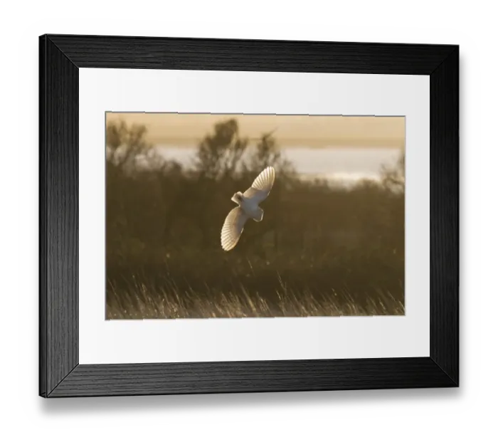 Framed Print : Barn Owl (Tyto alba) adult, in flight, swooping down on prey, hunting over rough grassland at sunrise, Isle of Sheppey