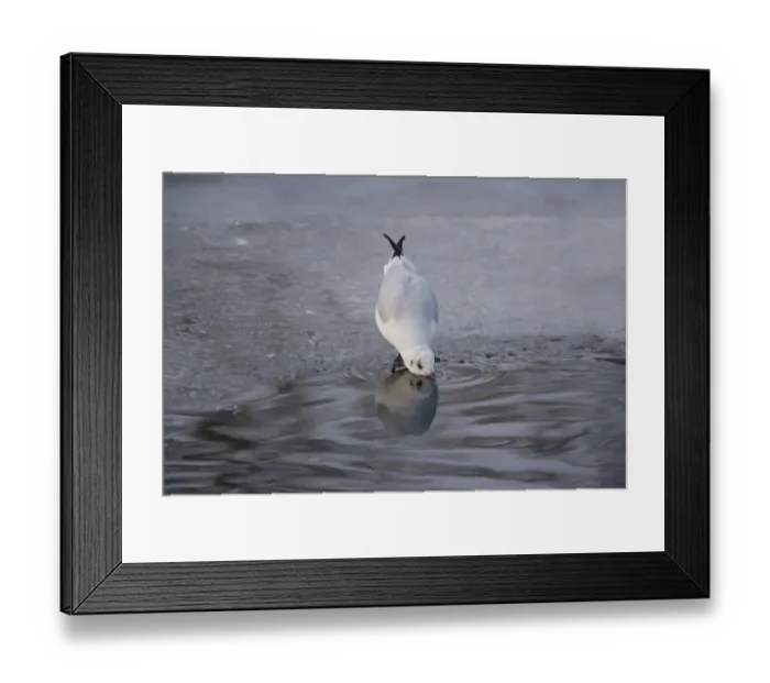 Framed Print : Black-headed Gull (Larus ridibundus) adult, winter plumage, drinking from open water on frozen lake, Christchurch Park