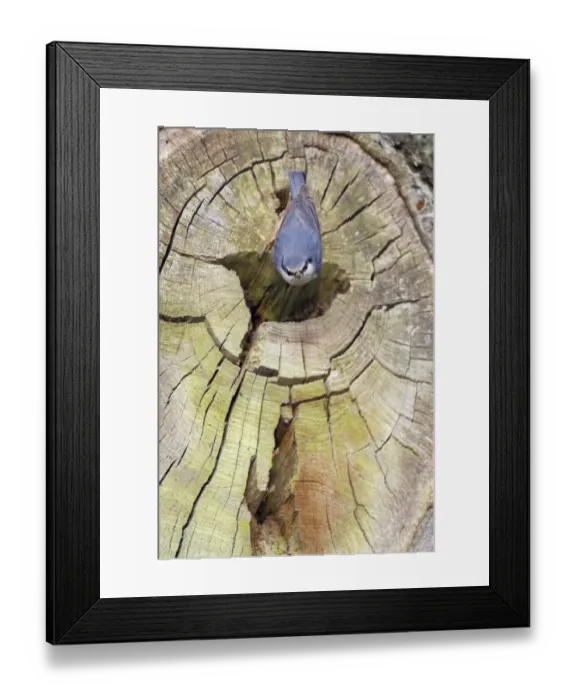 Framed Print : European Nuthatch (Sitta europaea) adult female, with mud on beak which has been used to reduce size of nesthole Framed Print : European Nuthatch (Sitta europaea) adult female, with mud on beak which has been used to reduce size of nesthole