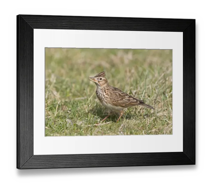 Framed Print : Skylark (Alauda arvensis) adult male, singing with crest raised, standing on grass in field, Suffolk, England, march