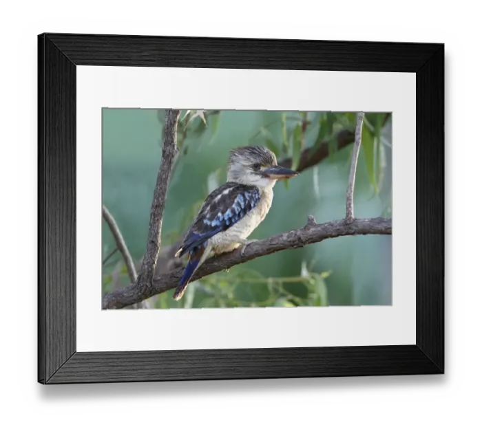 Framed Print : Blue-winged Kookaburra (Dacelo leachii) adult male, perched on branch, Northern Territory, Australia Framed Print : Blue-winged Kookaburra (Dacelo leachii) adult male, perched on branch, Northern Territory, Australia