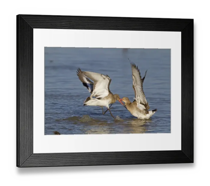 Framed Print : Black-tailed Godwit (Limosa limosa) two adults, winter plumage, fighting in water, Norfolk, England, february Framed Print : Black-tailed Godwit (Limosa limosa) two adults, winter plumage, fighting in water, Norfolk, England, february