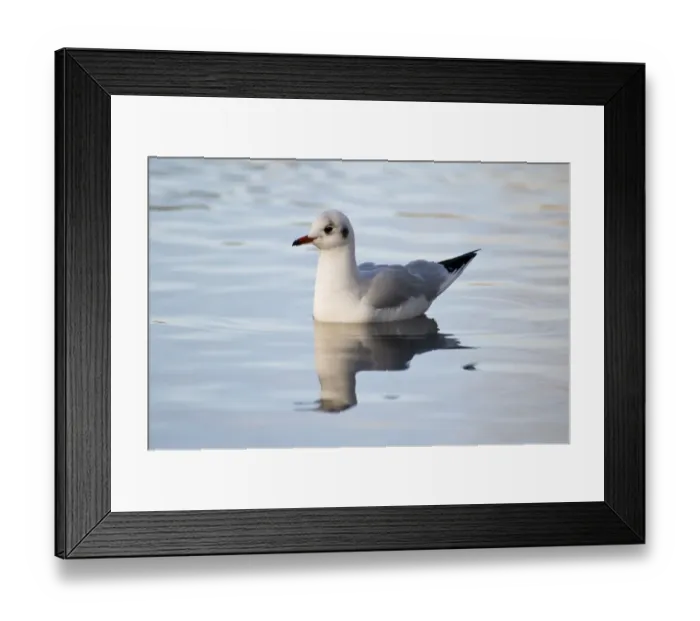 Framed Print : Black-headed Gull (Larus ridibundus) adult, winter plumage, swimming on river, River Cray Framed Print : Black-headed Gull (Larus ridibundus) adult, winter plumage, swimming on river, River Cray