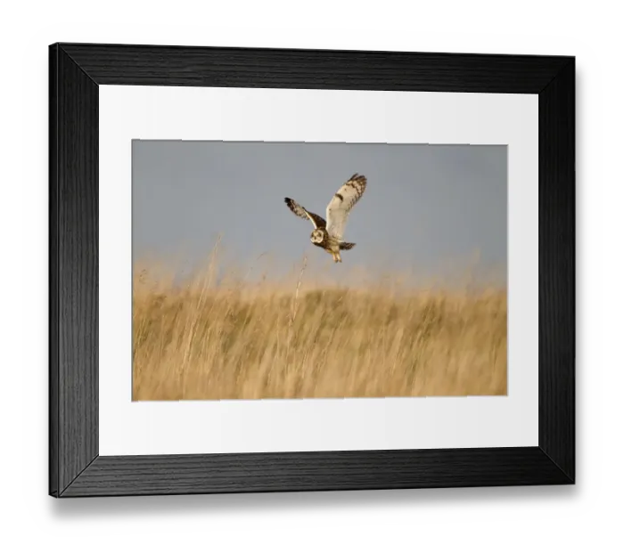 Framed Print : Short-eared Owl (Asio flammeus) adult, in flight, hunting over grassland, Whitesands, near Dunbar, East Lothian Framed Print : Short-eared Owl (Asio flammeus) adult, in flight, hunting over grassland, Whitesands, near Dunbar, East Lothian