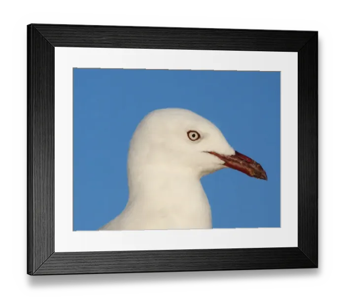 Framed Print : Silver Gull (Larus novaehollandiae) adult, close-up of head, Western Australia, Australia