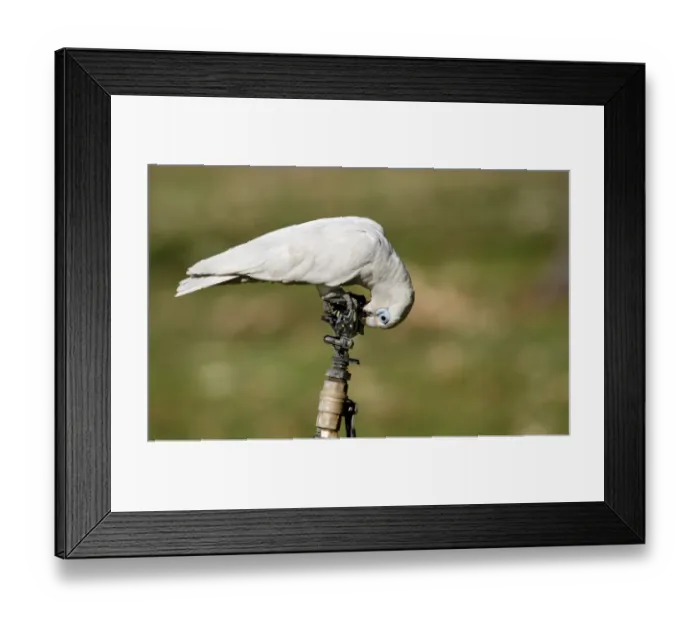 Framed Print : Little Corella (Cacatua sanguinea) adult, drinking from leaking tap at campsite, Northern Territory, Australia Framed Print : Little Corella (Cacatua sanguinea) adult, drinking from leaking tap at campsite, Northern Territory, Australia