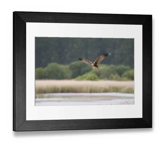 Framed Print : Western Marsh Harrier (Circus aeruginosus) immature male, in flight, hunting over reedbed habitat Framed Print : Western Marsh Harrier (Circus aeruginosus) immature male, in flight, hunting over reedbed habitat