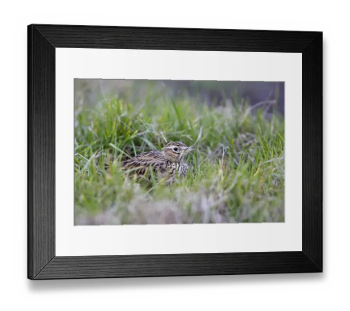 Framed Print : Skylark (Alauda arvensis) adult, crouching amongst grass, Suffolk, England, january