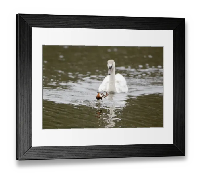 Framed Print : Great Crested Grebe (Podiceps cristatus) adult, swimming, attempting to eat fish Framed Print : Great Crested Grebe (Podiceps cristatus) adult, swimming, attempting to eat fish