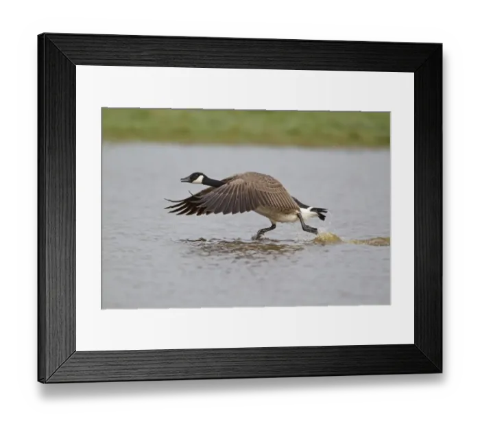 Framed Print : Canada Goose (Branta canadensis) introduced species, adult, running across water to take off, Suffolk, England, april Framed Print : Canada Goose (Branta canadensis) introduced species, adult, running across water to take off, Suffolk, England, april