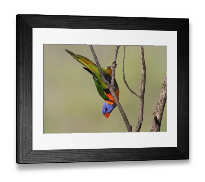 Framed Print : Red-collared Lorikeet (Trichoglossus rubritorquis) adult, hanging from twig, Northern Territory, Australia Framed Print : Red-collared Lorikeet (Trichoglossus rubritorquis) adult, hanging from twig, Northern Territory, Australia
