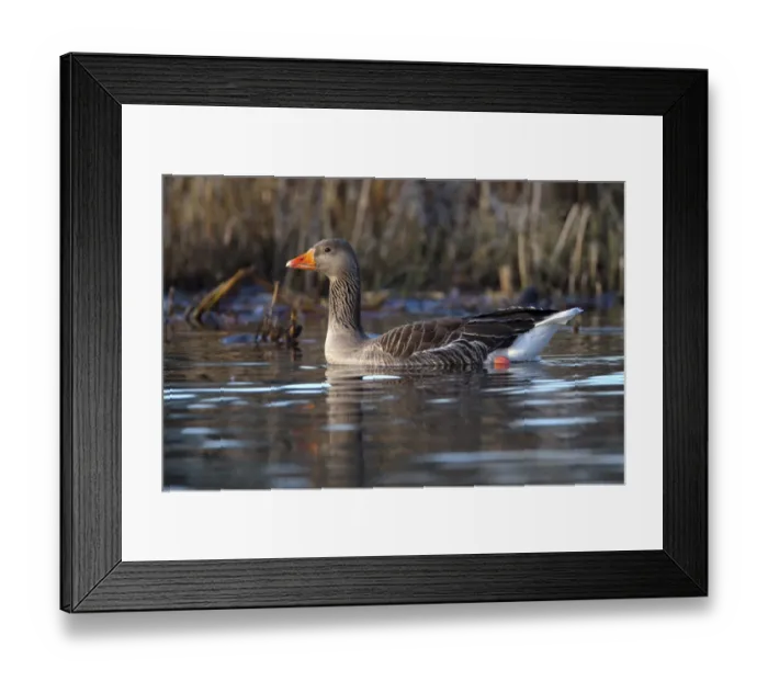 Framed Print : Greylag Goose (Anser anser) adult, swimming on lake, Duns Castle, Duns, Berwickshire, Scottish Borders, Scotland Framed Print : Greylag Goose (Anser anser) adult, swimming on lake, Duns Castle, Duns, Berwickshire, Scottish Borders, Scotland