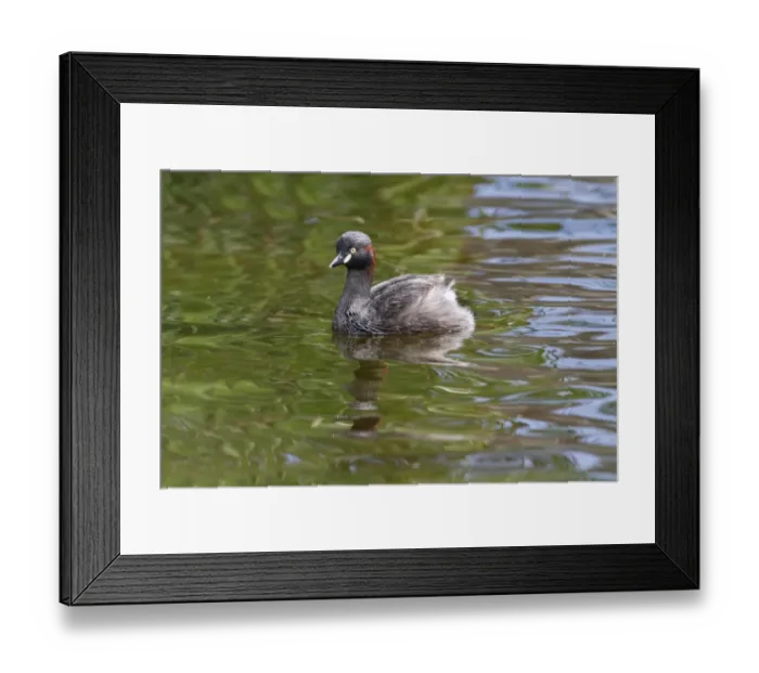Framed Print : Australasian Grebe (Tachybaptus novaehollandiae) adult male, swimming on lake, Perth, Western Australia, Australia Framed Print : Australasian Grebe (Tachybaptus novaehollandiae) adult male, swimming on lake, Perth, Western Australia, Australia