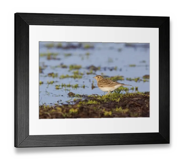 Framed Print : Skylark (Alauda arvensis) adult, standing at edge of water, Suffolk, England, january Framed Print : Skylark (Alauda arvensis) adult, standing at edge of water, Suffolk, England, january
