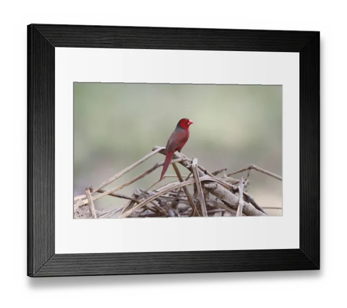 Framed Print : Crimson Finch (Neochmia phaeton) adult male, perched on dry vegetation, Kakadu N. P. Northern Territory, Australia Framed Print : Crimson Finch (Neochmia phaeton) adult male, perched on dry vegetation, Kakadu N. P. Northern Territory, Australia