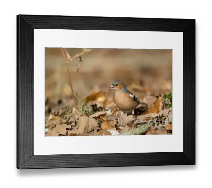 Framed Print : Chaffinch (Fringilla coelebs) adult male, feeding, foraging amongst leaf litter on forest floor, New Forest N. P