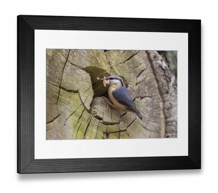 Framed Print : European Nuthatch (Sitta europaea) adult female, with leaves in beak for lining nest, at nest entrance in tree trunk Framed Print : European Nuthatch (Sitta europaea) adult female, with leaves in beak for lining nest, at nest entrance in tree trunk