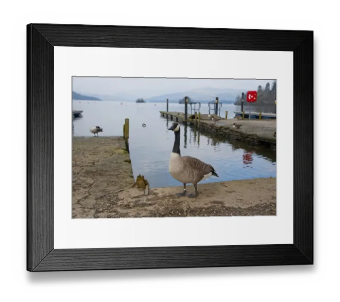 Framed Print : Canada Goose (Branta canadensis) introduced species, adults, standing on jetty at edge of lake, Bowness on Windermere Framed Print : Canada Goose (Branta canadensis) introduced species, adults, standing on jetty at edge of lake, Bowness on Windermere