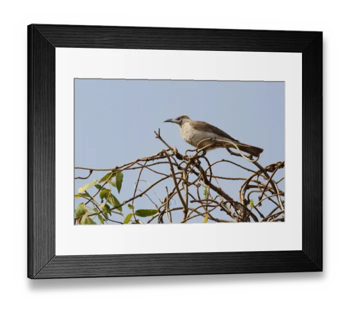 Framed Print : Little Friarbird (Philemon citreogularis) adult female, perched on twigs, Northern Territory, Australia Framed Print : Little Friarbird (Philemon citreogularis) adult female, perched on twigs, Northern Territory, Australia
