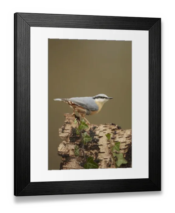 Framed Print : European Nuthatch (Sitta europaea) adult, perched on Silver Birch (Betula pendula) stump, Shropshire, England, december Framed Print : European Nuthatch (Sitta europaea) adult, perched on Silver Birch (Betula pendula) stump, Shropshire, England, december