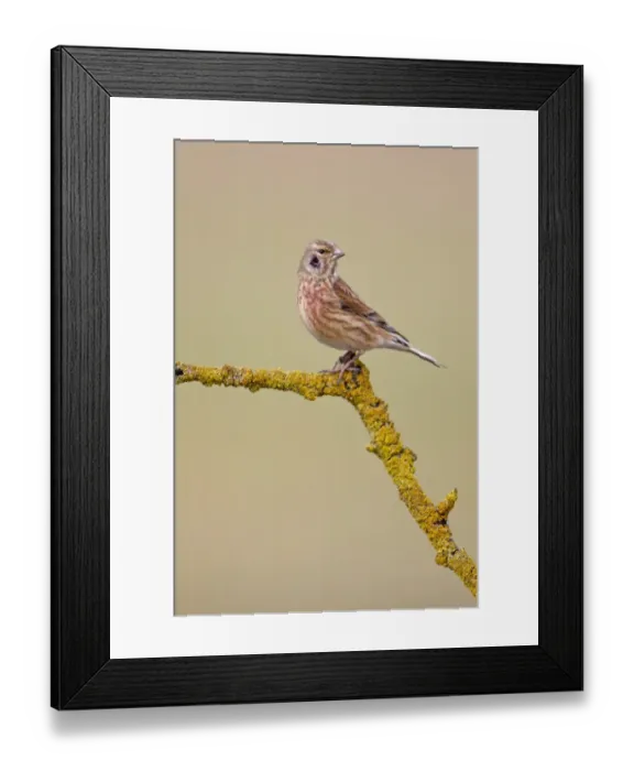 Framed Print : Eurasian Linnet (Carduelis cannabina) adult male, entering breeding plumage Framed Print : Eurasian Linnet (Carduelis cannabina) adult male, entering breeding plumage