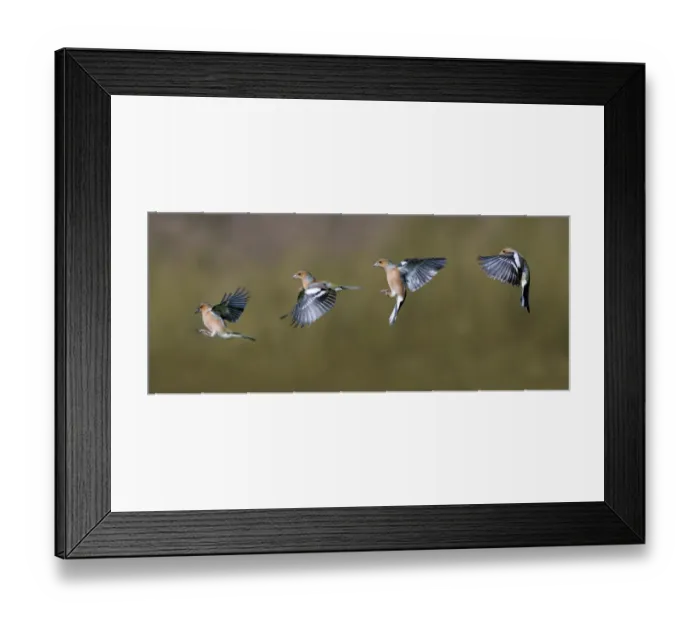 Framed Print : Chaffinch (Fringilla coelebs) adult male, flight sequence, Dumfries and Galloway, Scotland, march Framed Print : Chaffinch (Fringilla coelebs) adult male, flight sequence, Dumfries and Galloway, Scotland, march