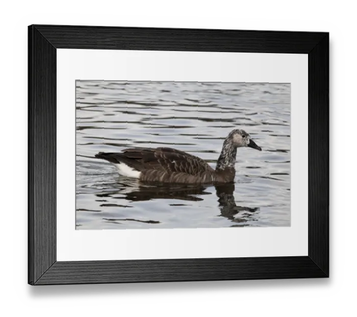 Framed Print : Canada Goose (Branta canadensis) x Greylag Goose (Anser anser) Canlag hybrid, adult, swimming on lake in city parkland