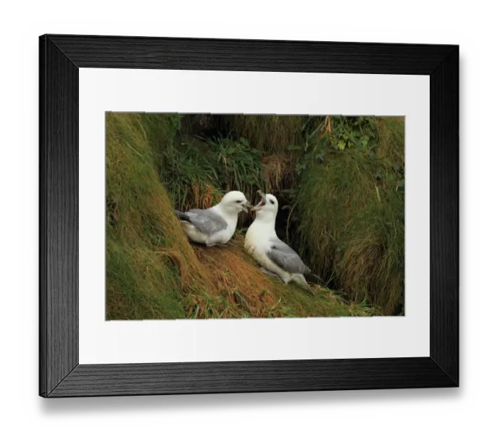 Framed Print : Northern Fulmar (Fulmaris glacialis) adult pair, in courtship display on cliff, Newquay, Cornwall, England, march Framed Print : Northern Fulmar (Fulmaris glacialis) adult pair, in courtship display on cliff, Newquay, Cornwall, England, march
