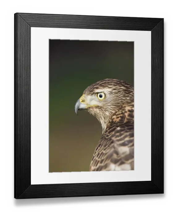 Framed Print : Northern Goshawk (Accipiter gentilis) juvenile female, close-up of head, England, january (captive) Framed Print : Northern Goshawk (Accipiter gentilis) juvenile female, close-up of head, England, january (captive)