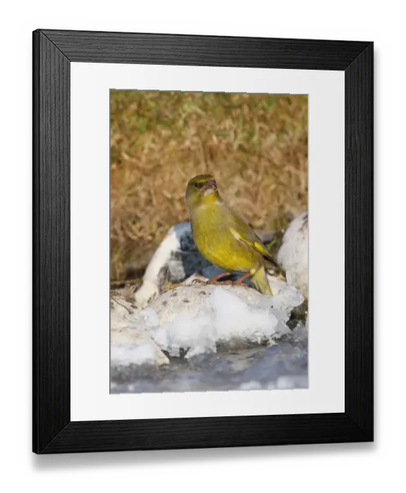 Framed Print : European Greenfinch (Carduelis chloris) adult male, feeding, standing on frozen pond, Norfolk, England, february Framed Print : European Greenfinch (Carduelis chloris) adult male, feeding, standing on frozen pond, Norfolk, England, february