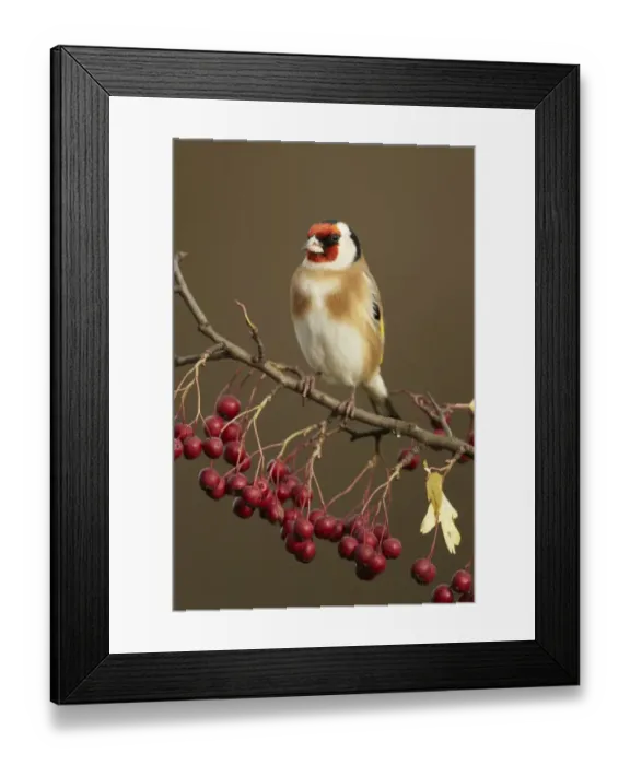 Framed Print : European Goldfinch (Carduelis carduelis) adult, perched on twig with berries in garden, Shropshire, England, december Framed Print : European Goldfinch (Carduelis carduelis) adult, perched on twig with berries in garden, Shropshire, England, december