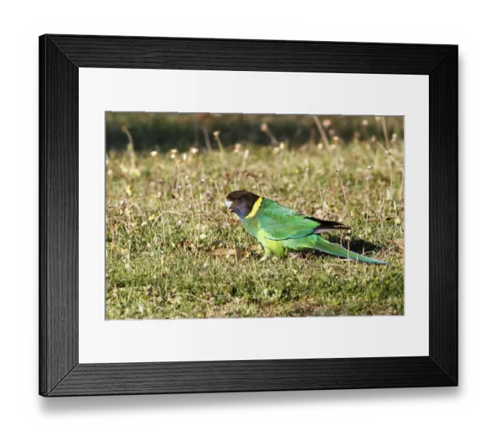 Framed Print : Australian Ringneck (Barnardius zonarius) adult male, feeding on flowers, standing on ground, Western Australia Framed Print : Australian Ringneck (Barnardius zonarius) adult male, feeding on flowers, standing on ground, Western Australia