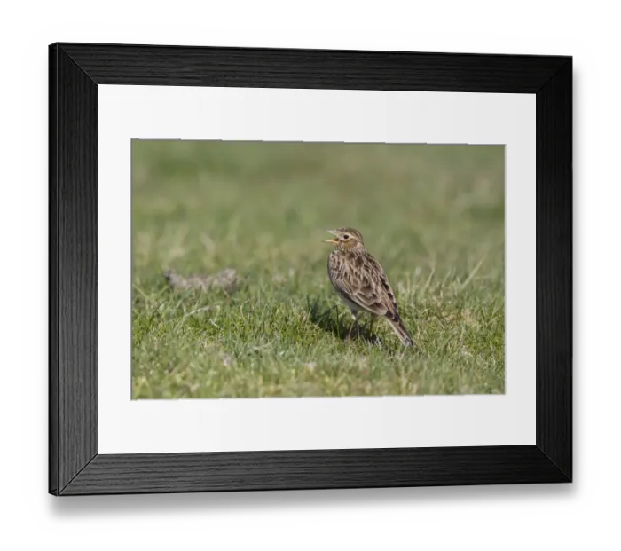 Framed Print : Skylark (Alauda arvensis) adult male, singing, standing on grass in field, Suffolk, England, march Framed Print : Skylark (Alauda arvensis) adult male, singing, standing on grass in field, Suffolk, England, march