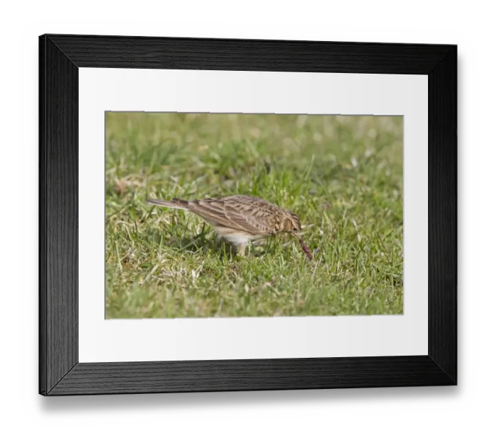 Framed Print : Skylark (Alauda arvensis) adult male, feeding, with earthworm in beak, standing on grass in field, Suffolk, England Framed Print : Skylark (Alauda arvensis) adult male, feeding, with earthworm in beak, standing on grass in field, Suffolk, England