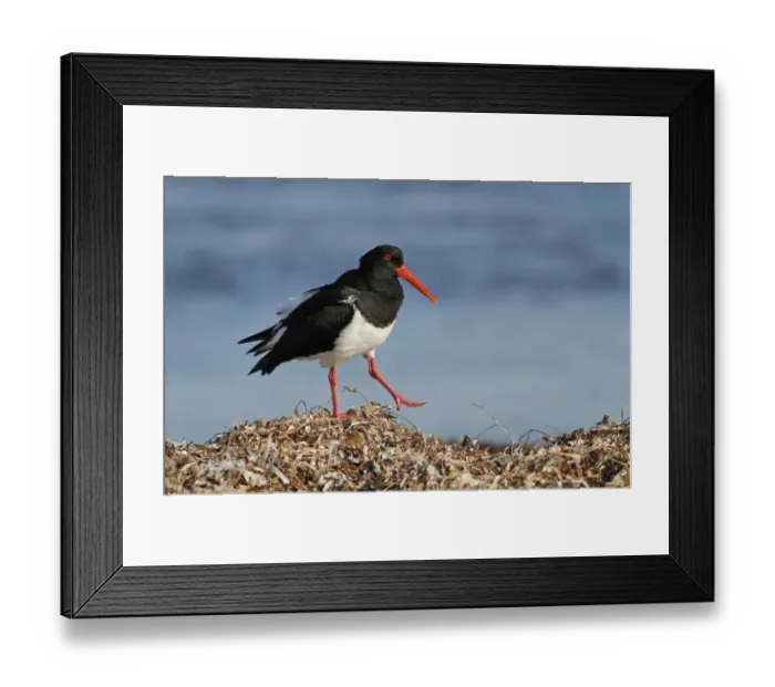 Framed Print : Pied Oystercatcher (Haematopus longirostris) adult, foraging amongst stranded seaweed on seashore, Western Australia Framed Print : Pied Oystercatcher (Haematopus longirostris) adult, foraging amongst stranded seaweed on seashore, Western Australia