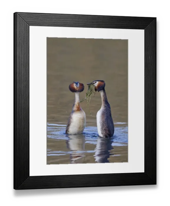 Framed Print : Great Crested Grebe (Podiceps cristatus) adult pair, with weed offering, in courtship display on water, Powys, Wales Framed Print : Great Crested Grebe (Podiceps cristatus) adult pair, with weed offering, in courtship display on water, Powys, Wales