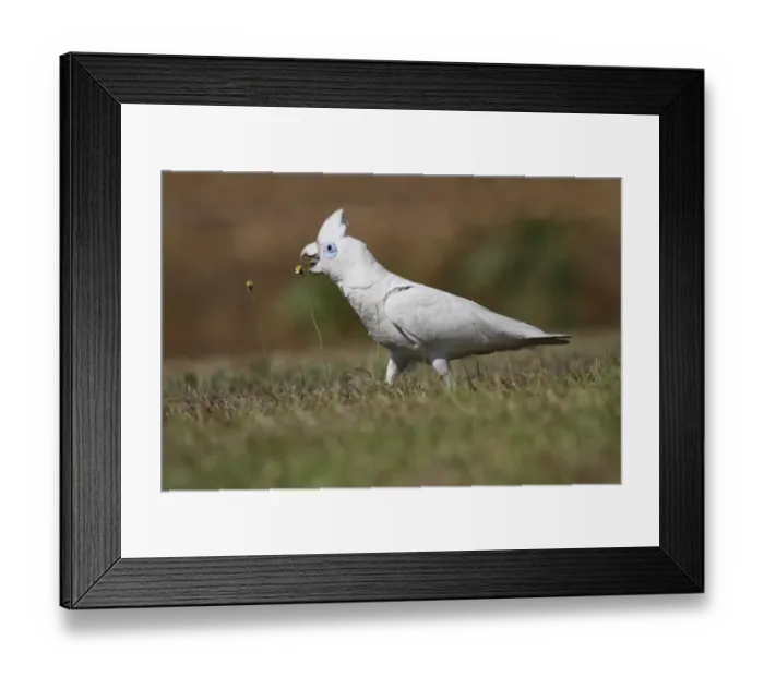 Framed Print : Little Corella (Cacatua sanguinea) adult, feeding on flowerheads, foraging on ground, Northern Territory, Australia Framed Print : Little Corella (Cacatua sanguinea) adult, feeding on flowerheads, foraging on ground, Northern Territory, Australia