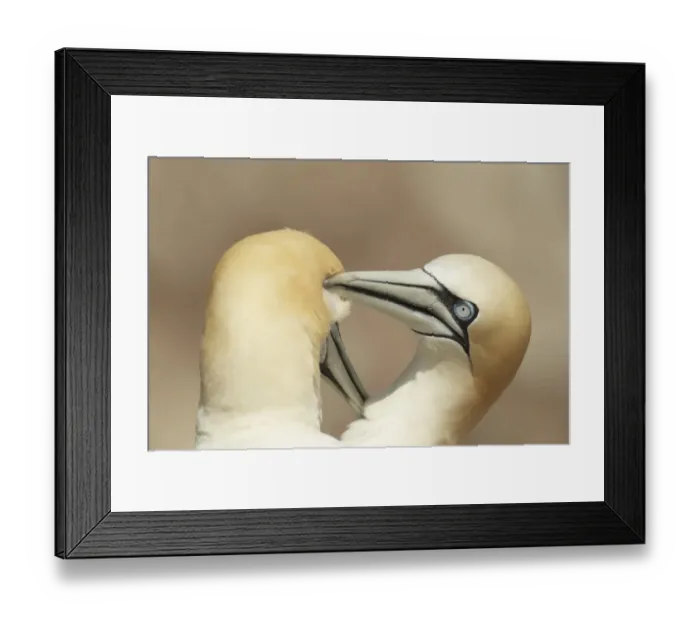 Framed Print : Northern Gannet (Morus bassanus) adult pair, mutual preening, close-up of heads, Great Saltee, Saltee Islands Framed Print : Northern Gannet (Morus bassanus) adult pair, mutual preening, close-up of heads, Great Saltee, Saltee Islands