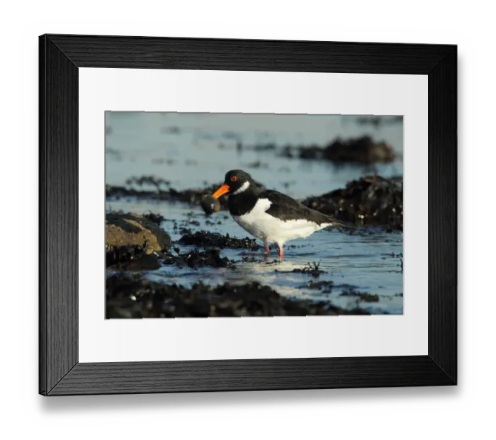 Framed Print : Eurasian Oystercatcher (Haematopus ostralegus) adult, winter plumage, with clam in beak, feeding in water Framed Print : Eurasian Oystercatcher (Haematopus ostralegus) adult, winter plumage, with clam in beak, feeding in water