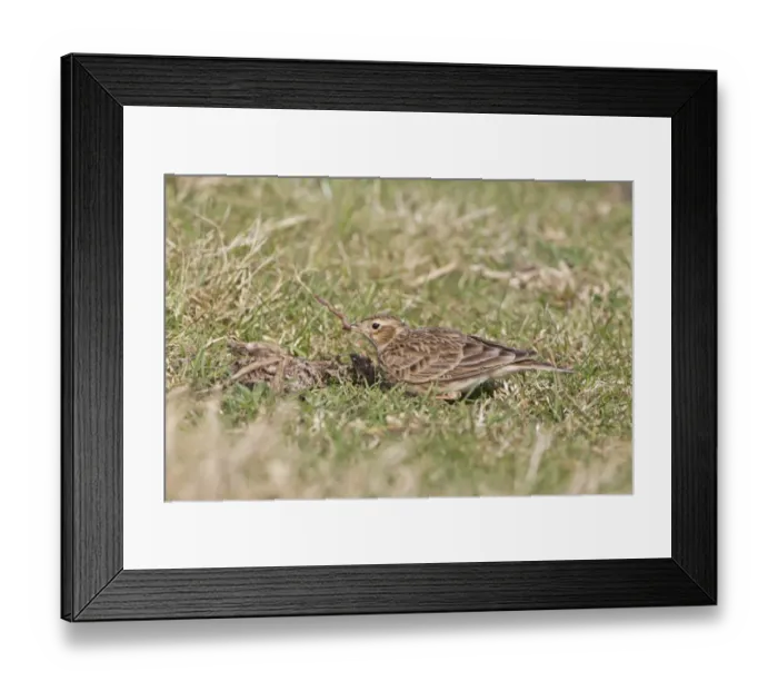 Framed Print : Skylark (Alauda arvensis) adult female, feeding, with earthworm in beak, standing on grass in field, Suffolk, England Framed Print : Skylark (Alauda arvensis) adult female, feeding, with earthworm in beak, standing on grass in field, Suffolk, England