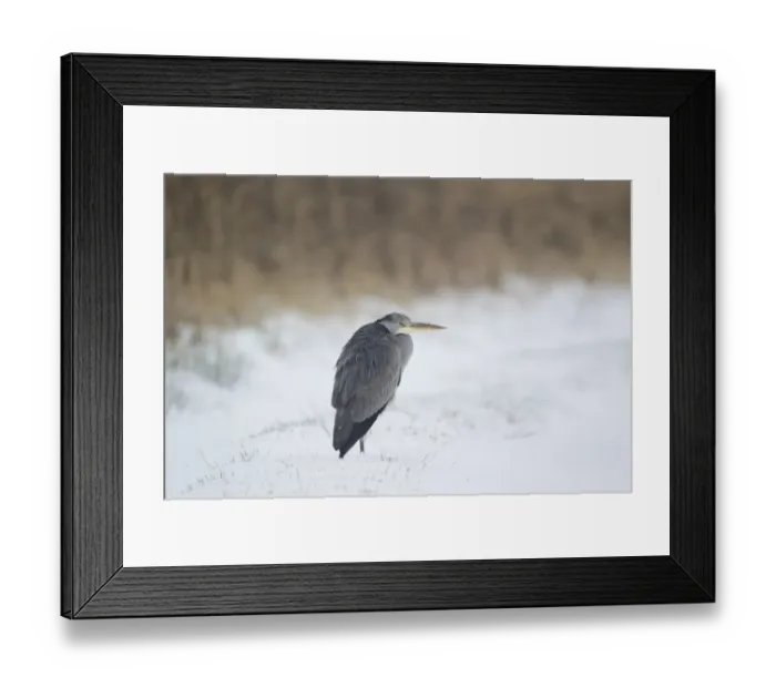 Framed Print : Grey Heron (Ardea cinerea) immature, standing in snow at edge of reedbed, Suffolk, England, february Framed Print : Grey Heron (Ardea cinerea) immature, standing in snow at edge of reedbed, Suffolk, England, february