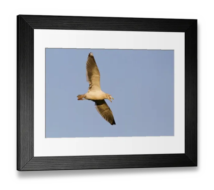 Framed Print : Common Toad (Bufo bufo) tadpole, viewed from underneath, Belvedere, Bexley, Kent, England Framed Print : Common Toad (Bufo bufo) tadpole, viewed from underneath, Belvedere, Bexley, Kent, England