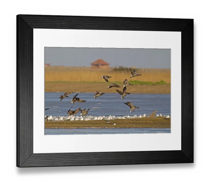 Framed Print : Brent Goose (Branta bernicla) flock, in flight, landing on island with Black-headed Gull (Larus ridibundus)