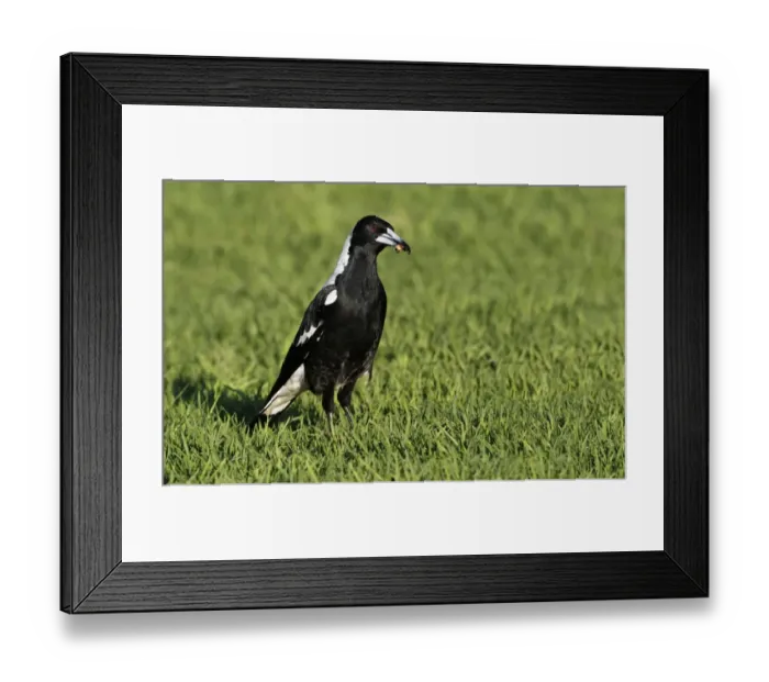 Framed Print : Australasian Magpie (Gymnorhina tibicen) adult, feeding, with insect in beak, standing on grass, Western Australia