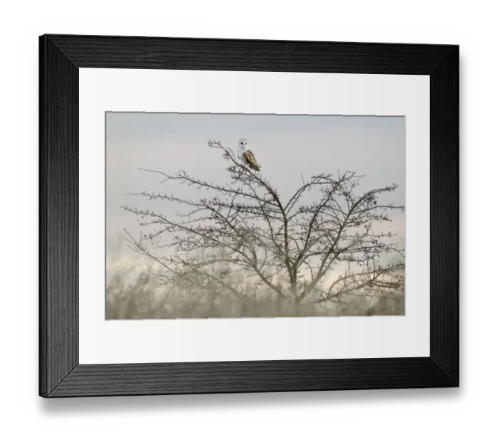 Framed Print : Barn Owl (Tyto alba) adult, perched in hawthorn at dawn, Isle of Sheppey, Kent, England, january Framed Print : Barn Owl (Tyto alba) adult, perched in hawthorn at dawn, Isle of Sheppey, Kent, England, january