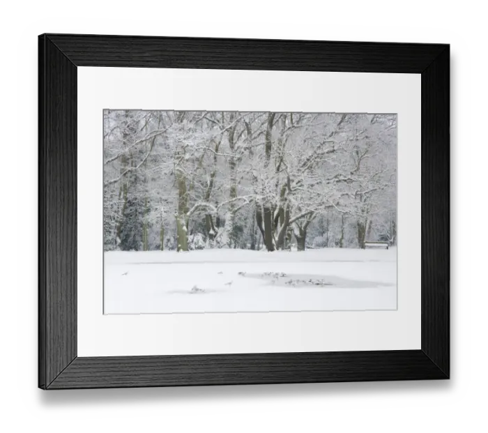 Framed Print : Black-headed Gull (Larus ridibundus) flock, winter plumage, roosting on frozen pond Framed Print : Black-headed Gull (Larus ridibundus) flock, winter plumage, roosting on frozen pond
