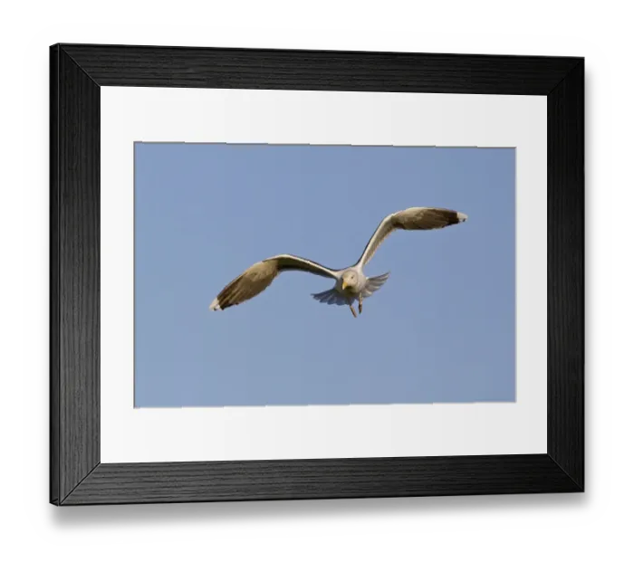 Framed Print : Razorbill (Alca torda) adult, breeding plumage, standing on snow covered cliff on early return to breeding grounds Framed Print : Razorbill (Alca torda) adult, breeding plumage, standing on snow covered cliff on early return to breeding grounds